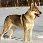 Chien-loup tchécoslovaque