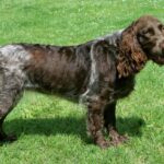 Wachtelhund allemand