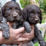 Wachtelhund allemand