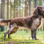 Wachtelhund allemand