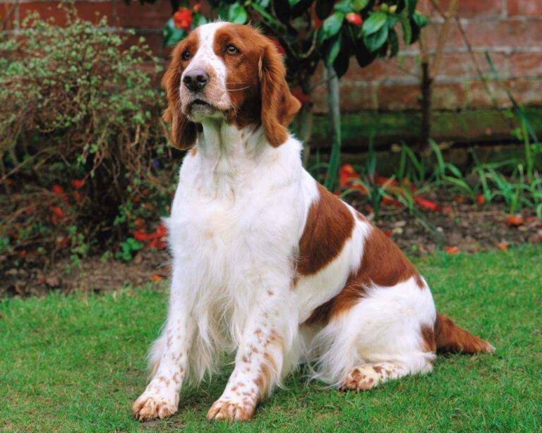Welsh Springer Spaniel