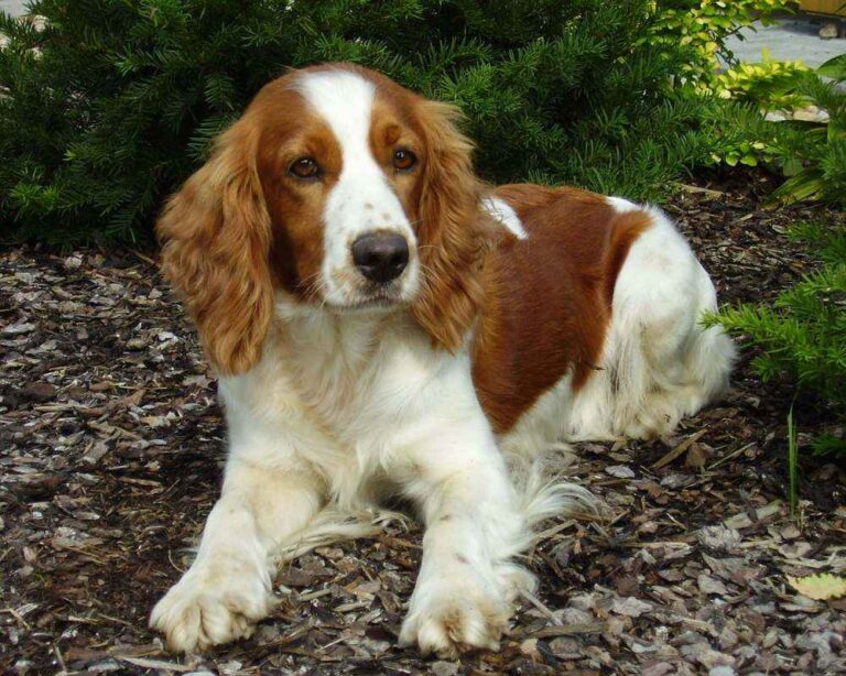 Welsh Springer Spaniel