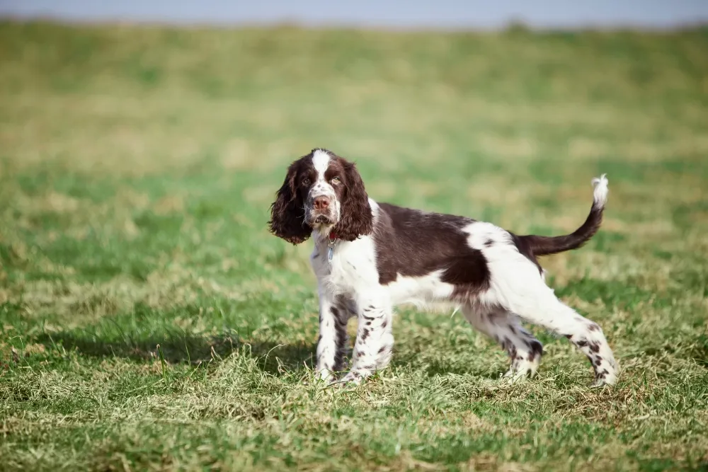 Un joven Springer Spaniel Inglés en la hierba