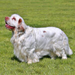 Clumber Spaniel