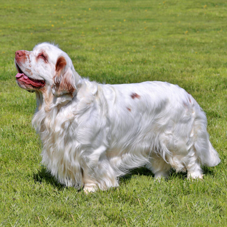 Clumber Spaniel