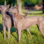 Thai Ridgeback