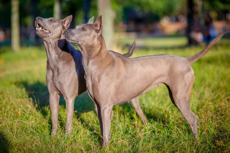Tajski ridgeback