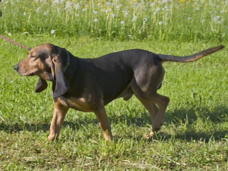 Small Swiss Hound (Jura Type)