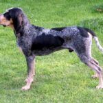 Schweizer Laufhund (Luzerner Laufhund)