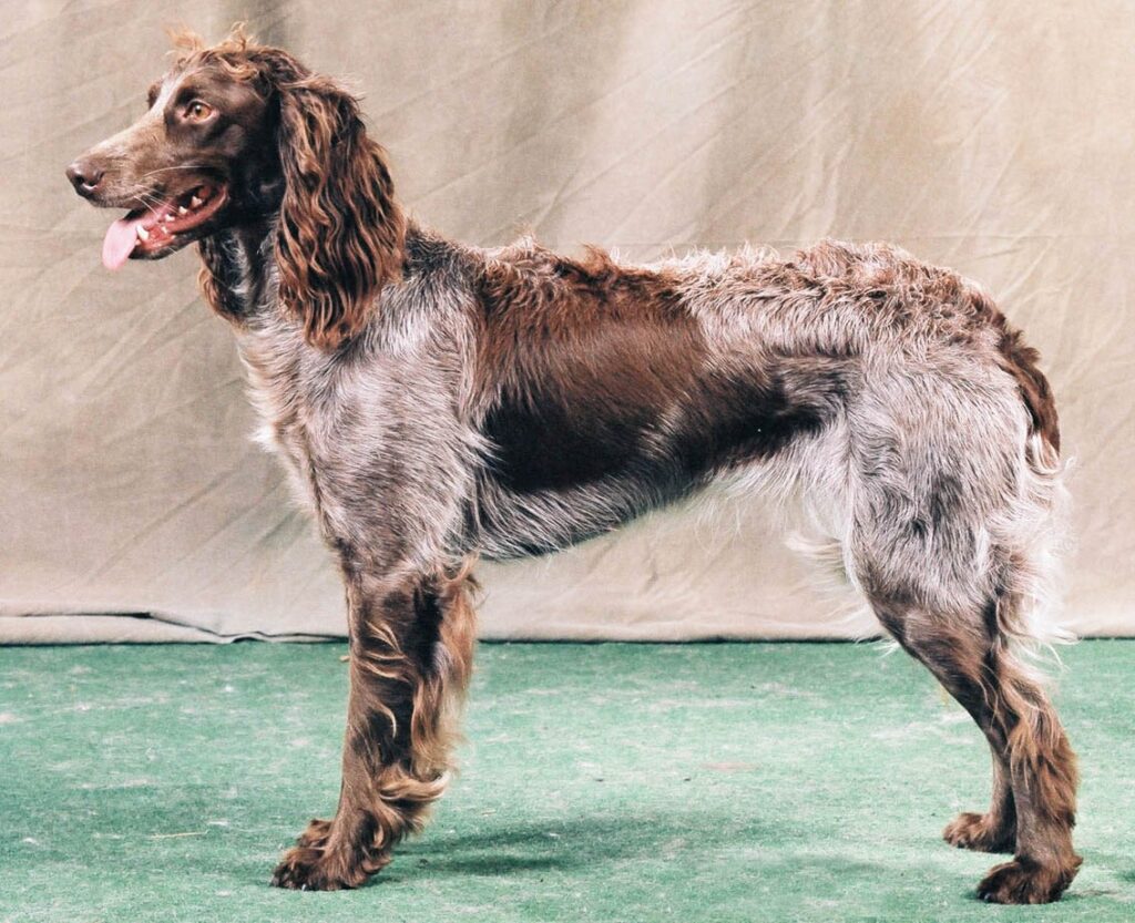 Pont-Audemer Spaniel