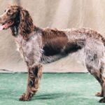 Pont-Audemer Spaniel