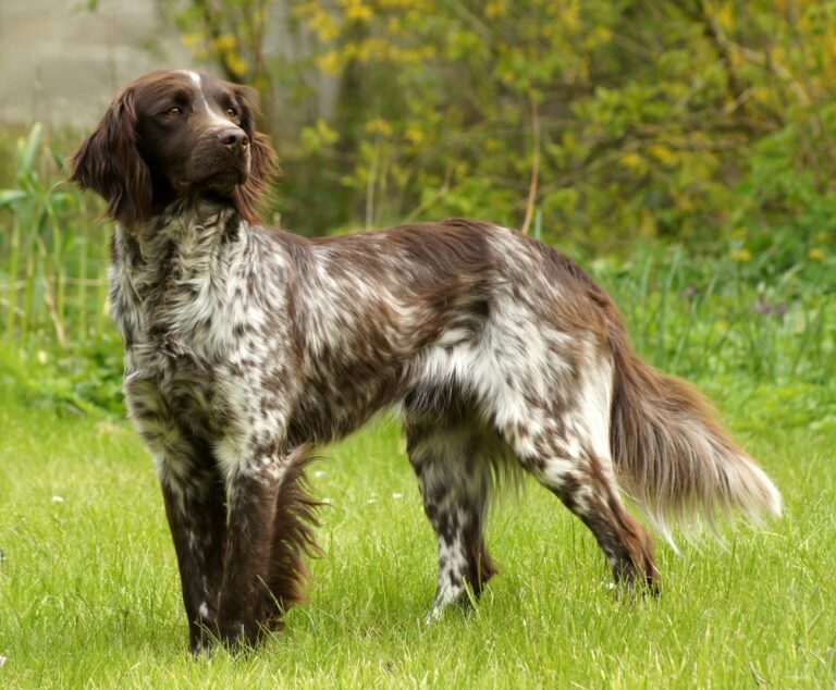 Kleiner Münsterländer