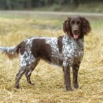 Small Münsterländer