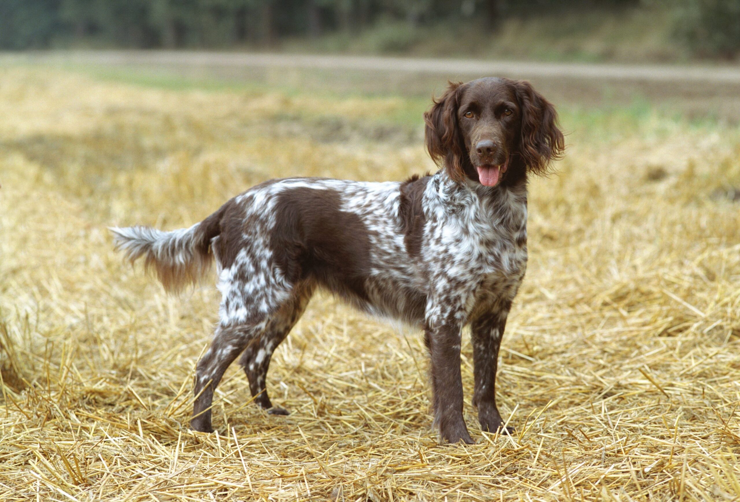 Kleiner Münsterländer