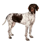 Altdänische Vorstehhund