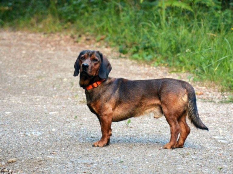 Alpine Dachsbracke