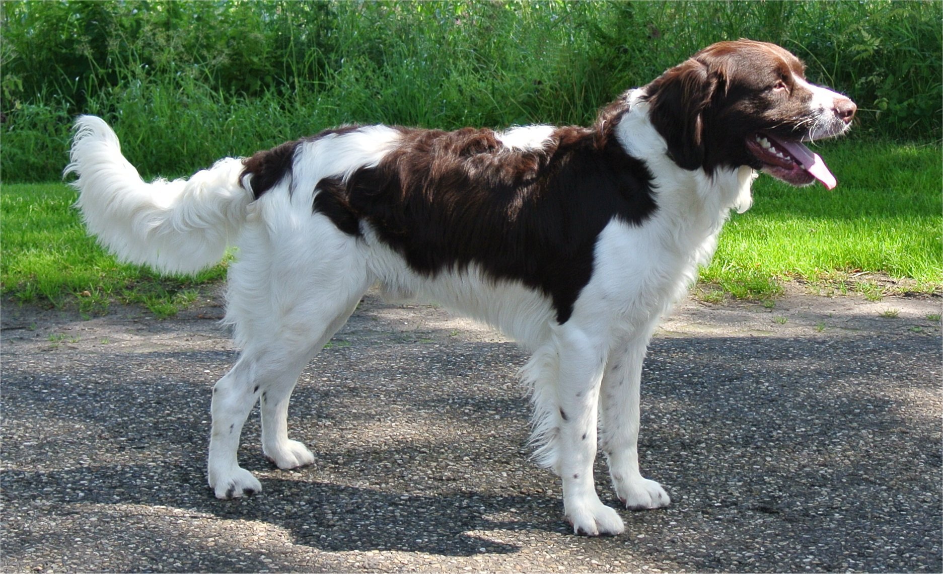 Chien de Perdrix de Drente