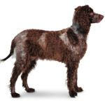 Pont-Audemer Spaniel