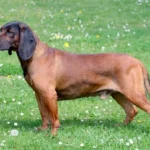 Bayerischer Gebirgsschweißhund