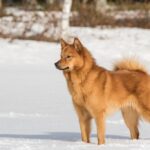 Finnish Spitz