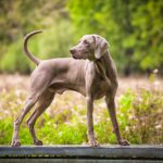 Веймаранер короткошерстий