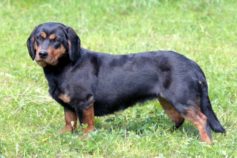 Alpine Dachsbracke