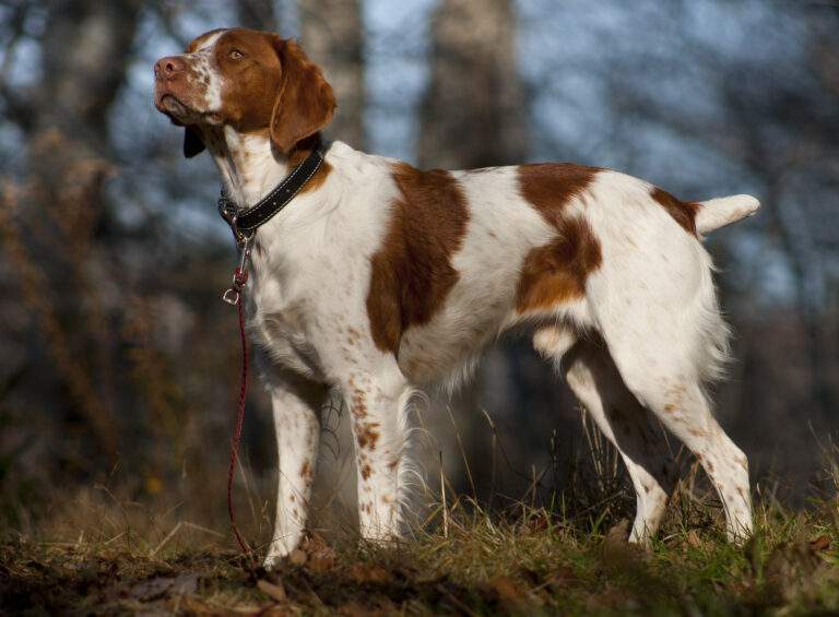 Spaniel bretoński
