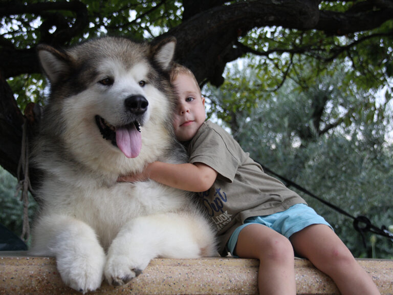 Alaskan Malamute