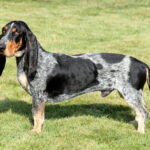 Basset Bleu de Gascogne