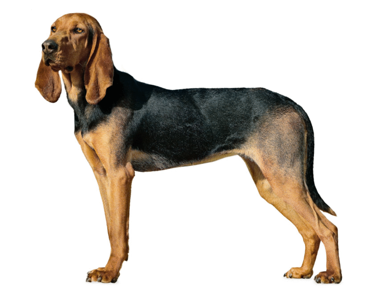 Swiss Hound (Jura type)