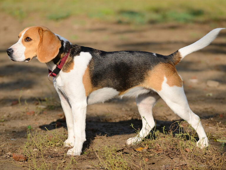Beagle