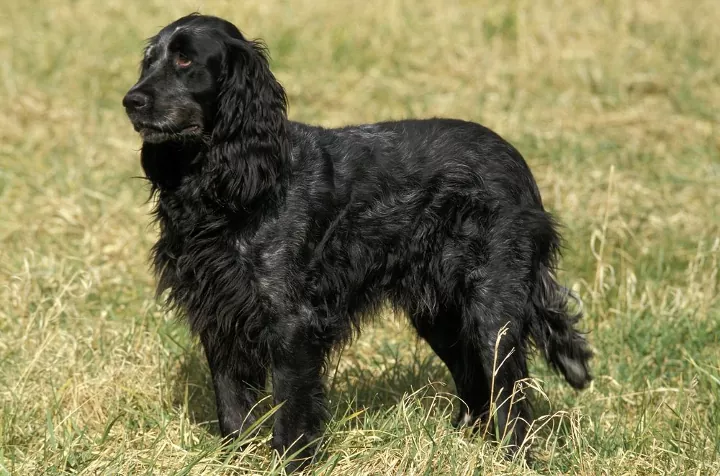 Błękitny spaniel pikardyjski na polu