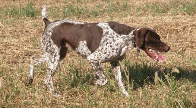 A noble-looking French Pointing Dog (Gascogne type) standing in a field.