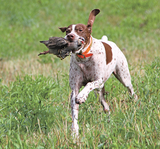 A French Pointing Dog retrieving a bird during a hunt.