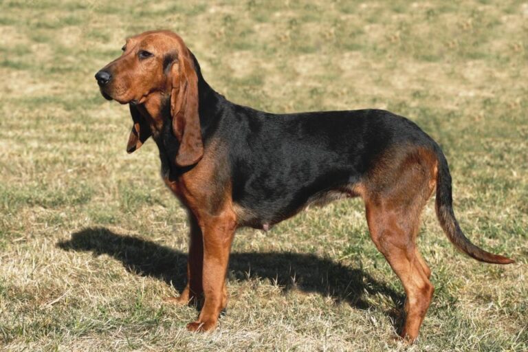 Small Swiss Hound (Jura Type)