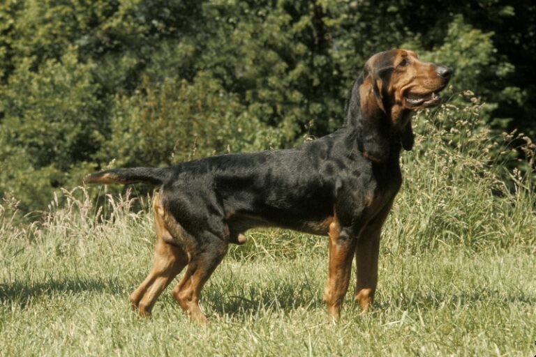 Small Swiss Hound (Jura Type)