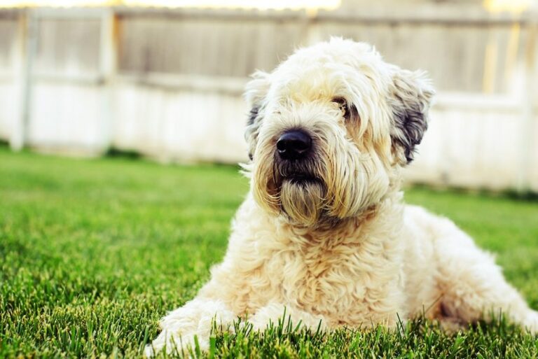 Soft Coated Wheaten Terrier