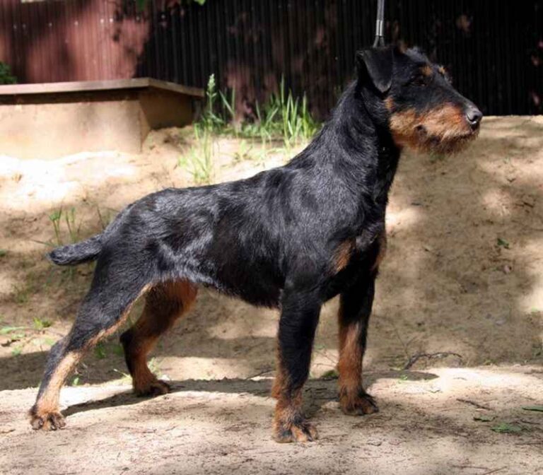 Niemiecki Jagdterrier