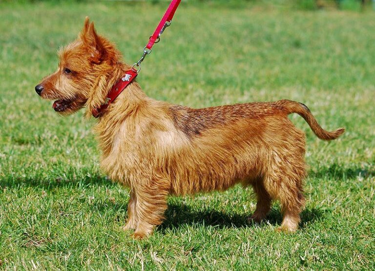 Terrierul australian