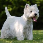 West highland white terrier