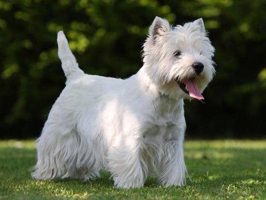 Retrato de um West Highland White Terrier