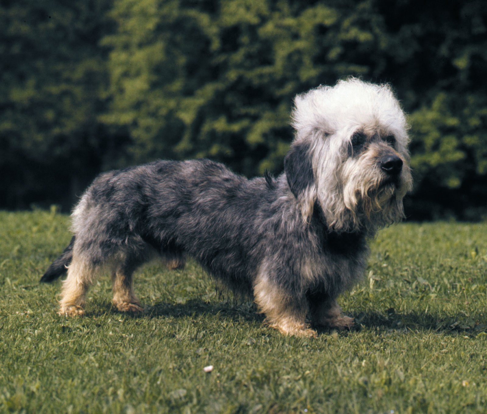 Deux Dandie Dinmont Terriers de couleurs différentes