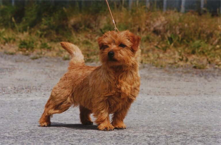 Norfolk Terrier