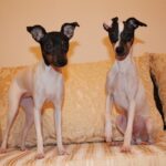 Terrier giapponese
