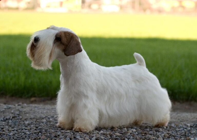 Sealyham Terrier