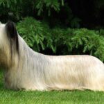 Skye Terrier