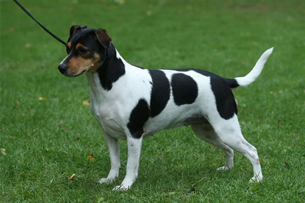 Cão fazendeiro da Dinamarca e Suécia (Gårdhund)