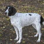 Altdänische Vorstehhund