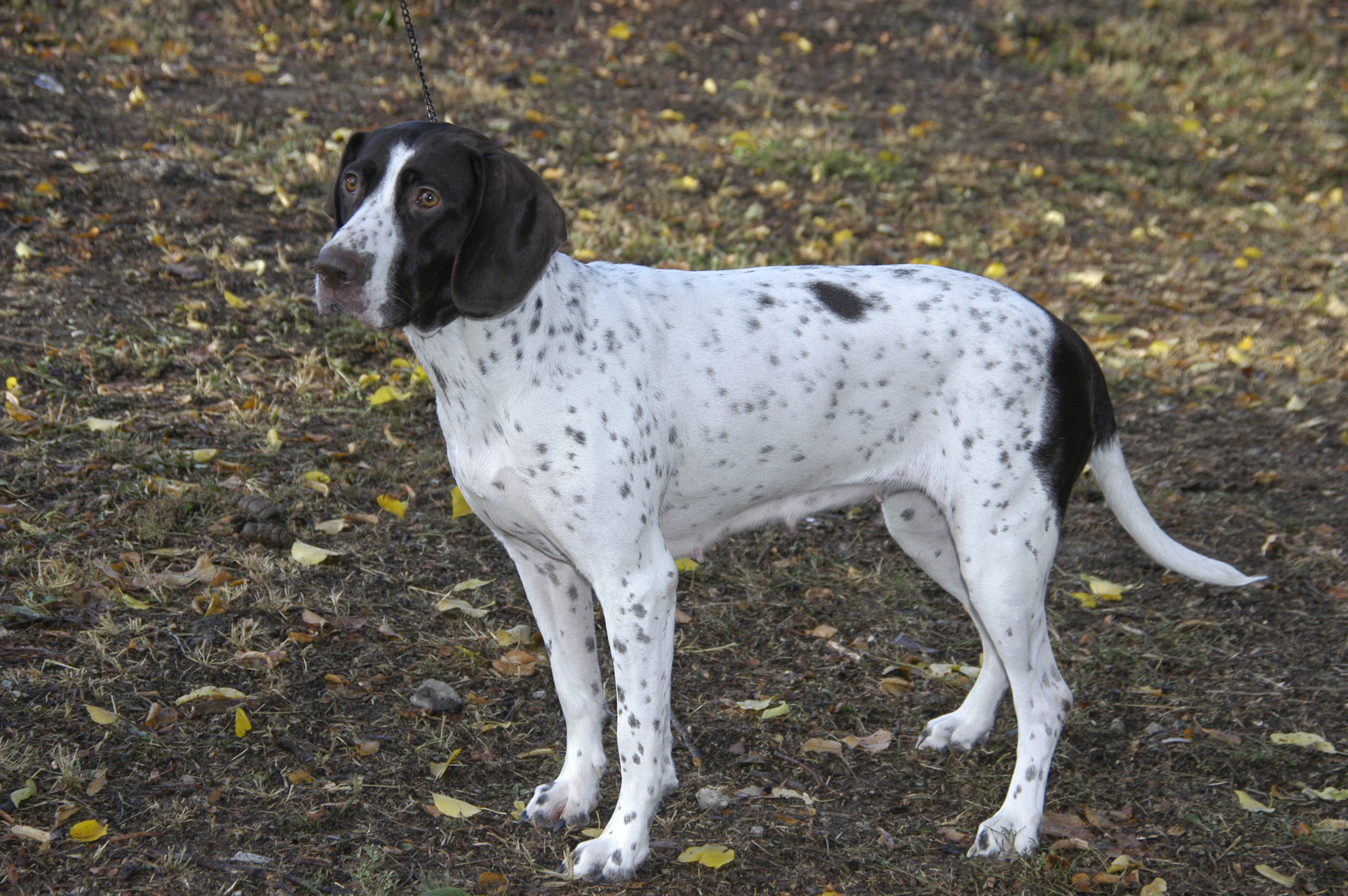 Old Danish Pointer