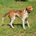 German Hound